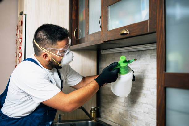 Best Affordable Pest Control Services  in Jersey Village, TX