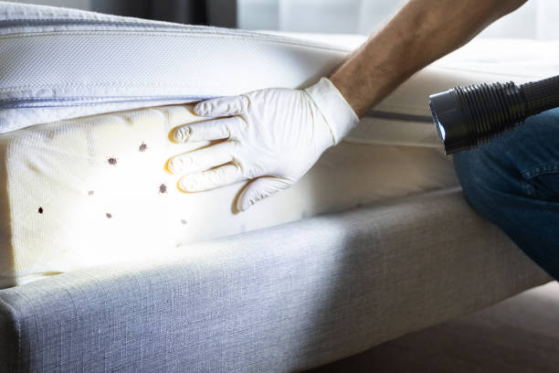 Best Pest Inspection Near Me  in Jersey Village, TX