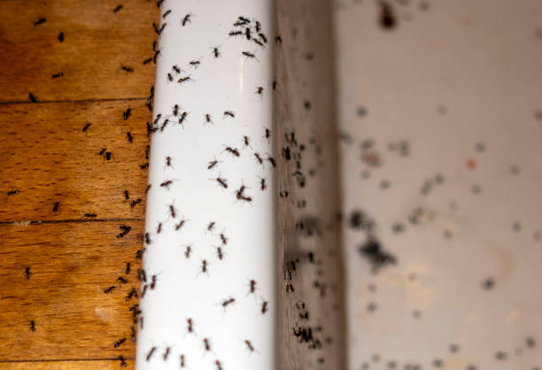 Best Ant Control Services  in Jersey Village, TX