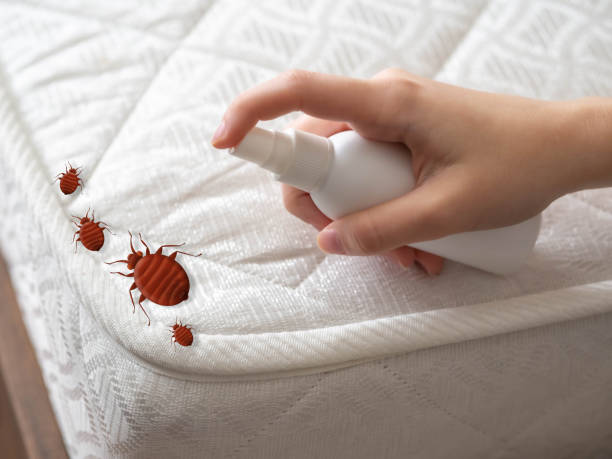 Best Mosquito Control Services  in Jersey Village, TX