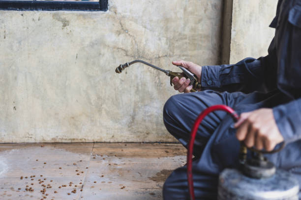Best Termite Control Services  in Jersey Village, TX